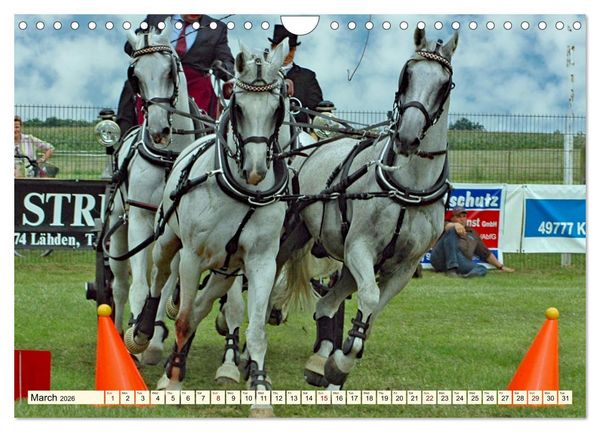 Produktbild: Four-in-hand Driving Challenge (Wall Calendar 2026 DIN A4 landscape), CALVENDO 12 Month Wall Calendar
