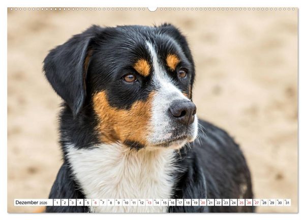 Produktbild: Gro&szlig;er Schweizer Sennenhund (hochwertiger Premium Wandkalender 2026 DIN A2 quer), Kunstdruck in Hochglanz