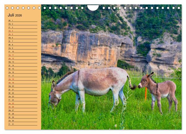 Produktbild: Liebenswerte Esel (Wandkalender 2026 DIN A4 quer), CALVENDO Monatskalender