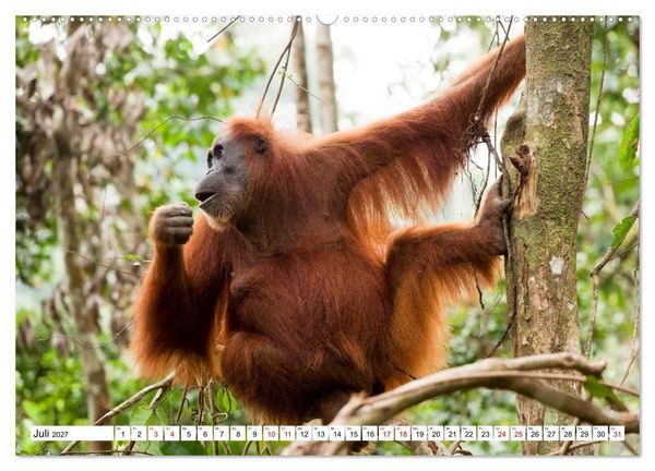 Produktbild: Orang-Utans - Menschen des Regenwaldes (Wandkalender 2027 DIN A2 quer), CALVENDO Monatskalender