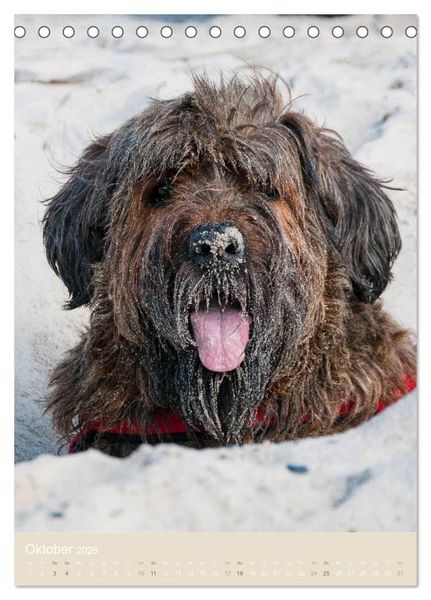 Produktbild: Briard-Gesichter (Tischkalender 2026 DIN A5 hoch), CALVENDO Monatskalender