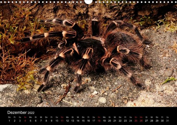 Produktbild: Vogelspinnen - Tarantulas (Wandkalender 2022 DIN A3 quer)