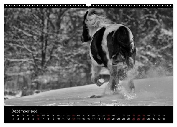 Produktbild: Pferde 2026 Wild Thing (Wandkalender 2026 DIN A2 quer), CALVENDO Monatskalender