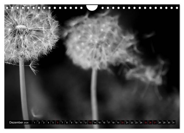 Produktbild: Pusteblume - Impressionen in schwarzwei&szlig; (Wandkalender 2026 DIN A4 quer), CALVENDO Monatskalender