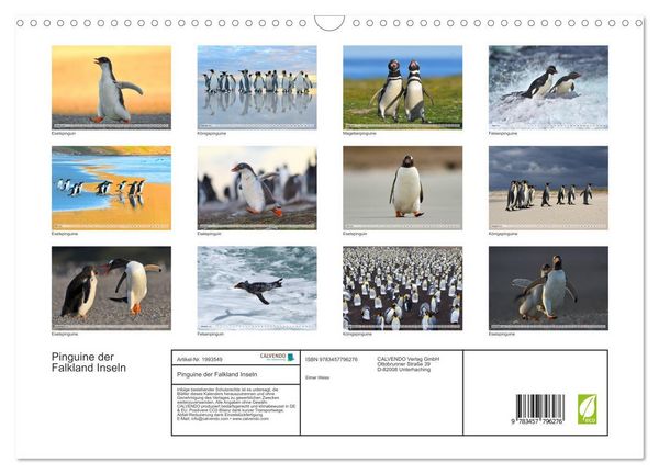 Produktbild: Pinguine der Falkland Inseln (Wandkalender 2026 DIN A3 quer), CALVENDO Monatskalender