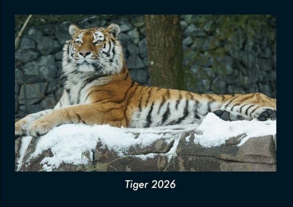 Tiger 2026 Fotokalender DIN A4