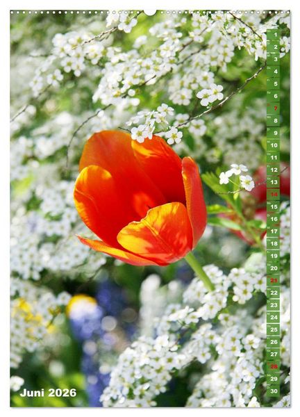 Produktbild: Bunte Tulpenpracht (hochwertiger Premium Wandkalender 2026 DIN A2 hoch), Kunstdruck in Hochglanz