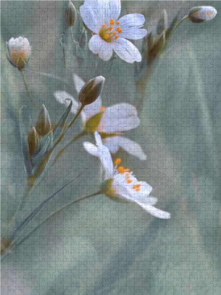 Produktbild: CALVENDO Puzzle Waldblume | 1000 Teile Lege-Gr&ouml;&szlig;e 64x48cm Foto-Puzzle f&uuml;r gl&uuml;ckliche Stunden