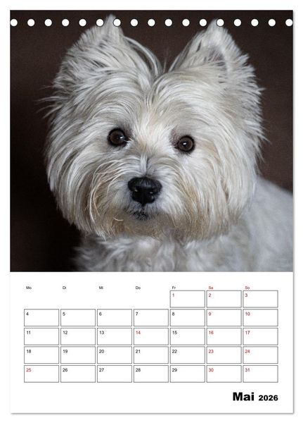Produktbild: West Highland White Terrier - Herzensbrecher auf vier Pfoten (Tischkalender 2026 DIN A5 hoch), CALVENDO Monatskalender
