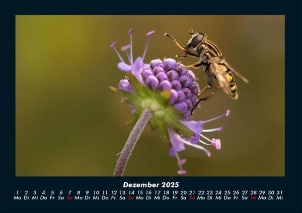 Produktbild: Bienen 2025 Fotokalender DIN A4