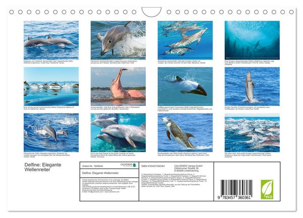Produktbild: Delfine: Elegante Wellenreiter (Wandkalender 2026 DIN A4 quer), CALVENDO Monatskalender