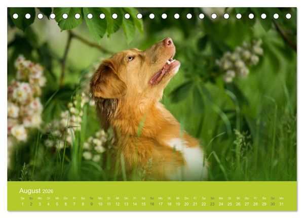 Produktbild: Traumschnauzen (Tischkalender 2026 DIN A5 quer), CALVENDO Monatskalender