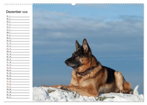 Produktbild: Deutsche Sch&auml;ferhunde - Liebenswerte Graunasen (Wandkalender 2026 DIN A2 quer), CALVENDO Monatskalender
