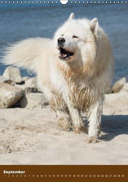 Produktbild: Hundekalender - Nordische Sch&ouml;nheiten (Wandkalender immerw&auml;hrend DIN A3 hoch)