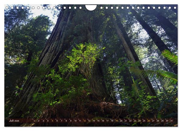 Produktbild: Spaziergang im Wald (Wandkalender 2026 DIN A4 quer), CALVENDO Monatskalender