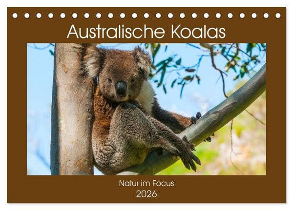Produktbild: Australische Koalas (Tischkalender 2026 DIN A5 quer), CALVENDO Monatskalender