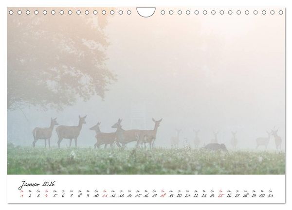 Produktbild: Rotwild - im Naturparadies der Mecklenburgischen Seenplatte (Wandkalender 2026 DIN A4 quer), CALVENDO Monatskalender