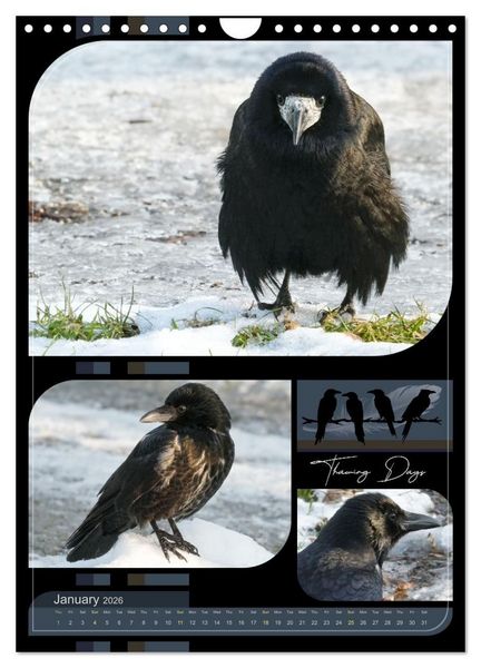 Produktbild: Crows - Through the Seasons (Wall Calendar 2026 DIN A4 portrait), CALVENDO 12 Month Wall Calendar