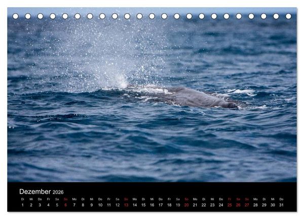 Produktbild: Wale (Tischkalender 2026 DIN A5 quer), CALVENDO Monatskalender