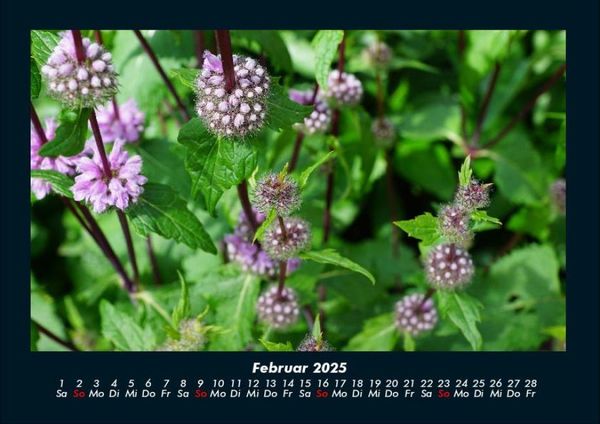 Produktbild: Blumentr&auml;ume 2025 Fotokalender DIN A4
