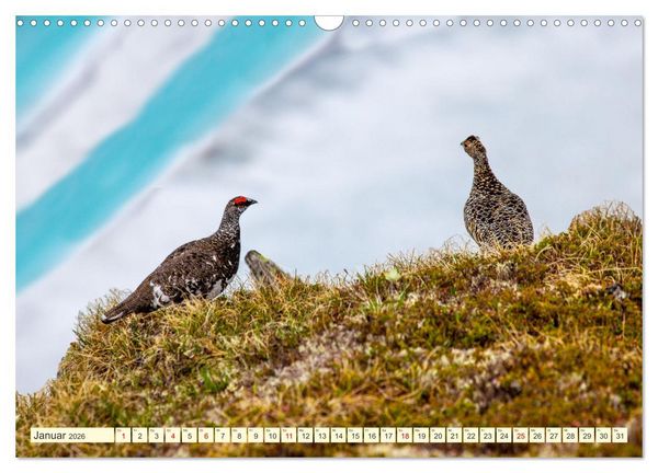 Produktbild: Wir sind die Stars in den Bergen (Wandkalender 2026 DIN A3 quer), CALVENDO Monatskalender