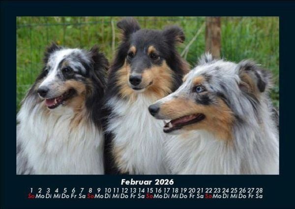 Produktbild: Hundezauber 2026 Fotokalender DIN A5