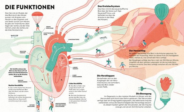 Produktbild: Das Herz