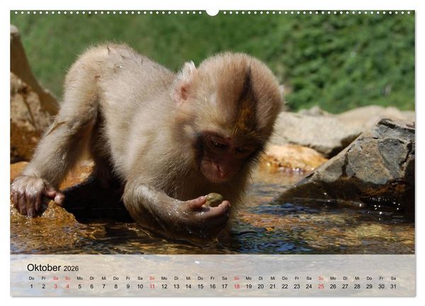 Produktbild: Faszination Affen. Kobolde zum Verlieben (Wandkalender 2026 DIN A2 quer), CALVENDO Monatskalender