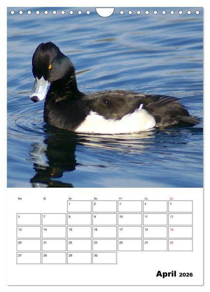 Produktbild: Liebenswerte Enten (Wandkalender 2026 DIN A4 hoch), CALVENDO Monatskalender