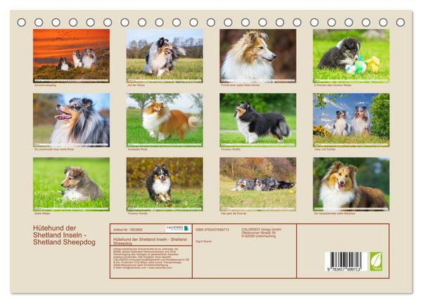 Produktbild: H&uuml;tehund der Shetland Inseln - Shetland Sheepdog (Tischkalender 2026 DIN A5 quer), CALVENDO Monatskalender