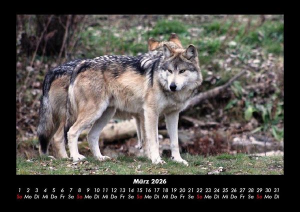 Produktbild: Tierkalender 2026 Fotokalender DIN A3