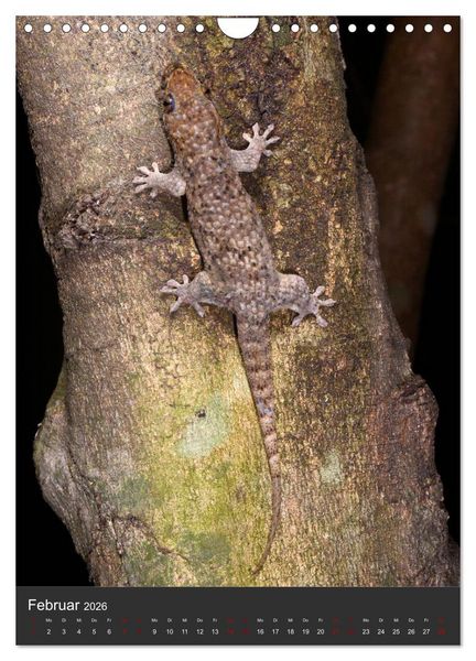 Produktbild: GECKOS (Wandkalender 2026 DIN A4 hoch), CALVENDO Monatskalender