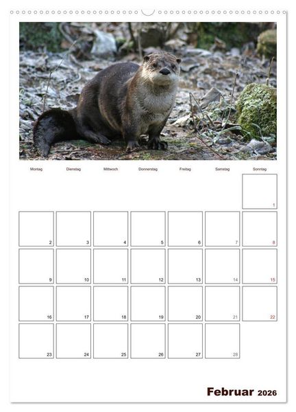 Produktbild: Der Fischotter-Terminplaner (hochwertiger Premium Wandkalender 2026 DIN A2 hoch), Kunstdruck in Hochglanz