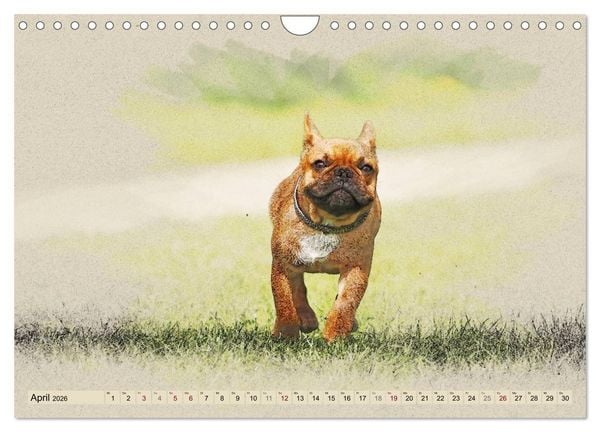 Produktbild: Franz&ouml;sische Bulldoggen 2026 (Wandkalender 2026 DIN A4 quer), CALVENDO Monatskalender