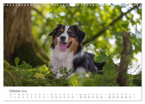 Produktbild: Australian Shepherd 2026 (Wandkalender 2026 DIN A3 quer), CALVENDO Monatskalender
