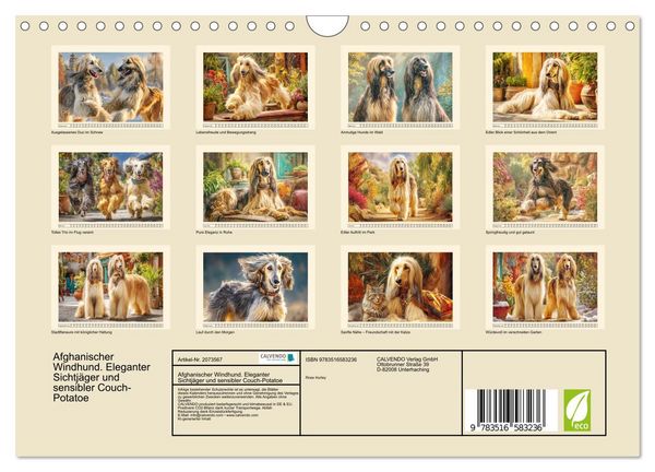 Produktbild: Afghanischer Windhund. Eleganter Sichtj&auml;ger und sensibler Couch-Potatoe (Wandkalender 2026 DIN A4 quer), CALVENDO Monatskalender