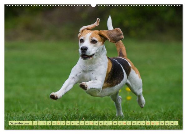 Produktbild: Beagle - Herz auf 4 Pfoten (Wandkalender 2026 DIN A2 quer), CALVENDO Monatskalender