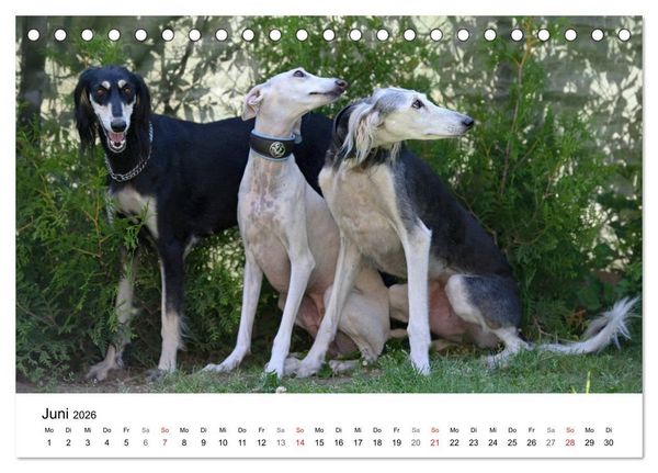 Produktbild: Mein Hundekalender 2026 (Tischkalender 2026 DIN A5 quer), CALVENDO Monatskalender
