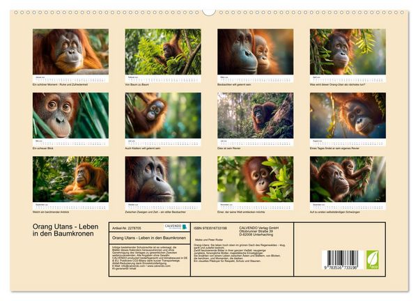 Produktbild: Orang Utans - Leben in den Baumkronen (hochwertiger Premium Wandkalender 2026 DIN A2 quer), Kunstdruck in Hochglanz