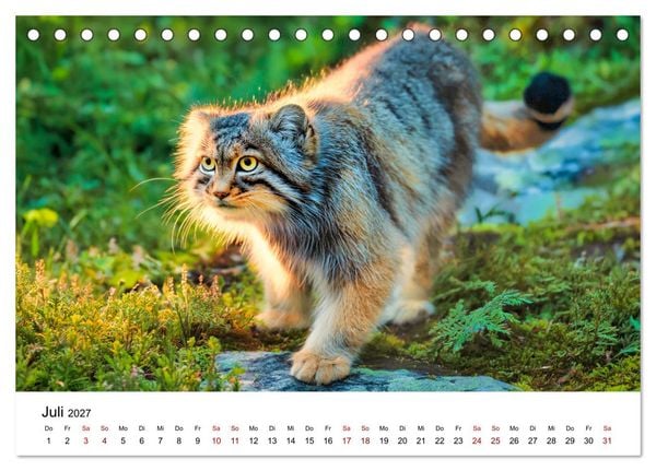 Produktbild: Gegen alles! - Pallaskatzen in ihrer Welt (Tischkalender 2027 DIN A5 quer), CALVENDO Monatskalender