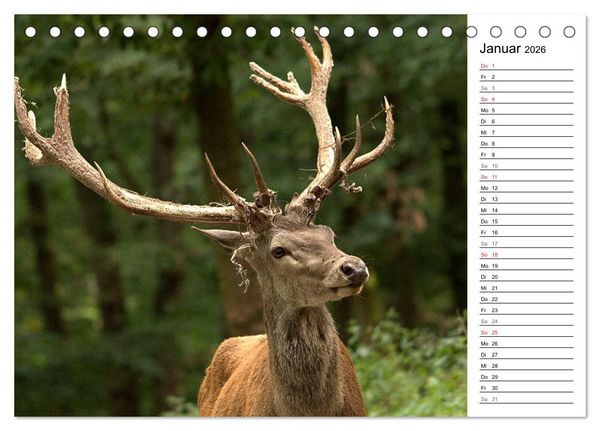 Produktbild: Hirsche (Tischkalender 2026 DIN A5 quer), CALVENDO Monatskalender