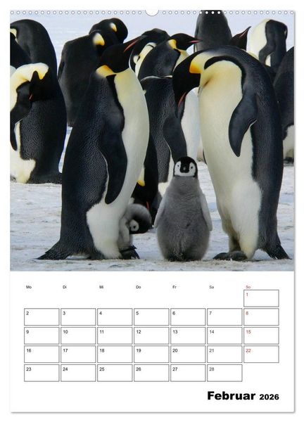 Produktbild: Pinguine. Familiengl&uuml;ck im Eis (Wandkalender 2026 DIN A2 hoch), CALVENDO Monatskalender