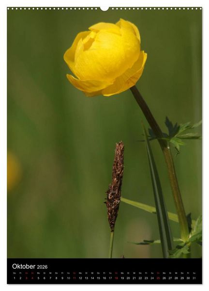 Produktbild: Seltene Wildblumen (hochwertiger Premium Wandkalender 2026 DIN A2 hoch), Kunstdruck in Hochglanz
