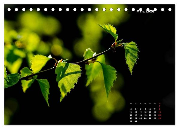 Produktbild: Der Natur auf der Spur - Makro-Fotografien der besonderen Art (Tischkalender 2026 DIN A5 quer), CALVENDO Monatskalender