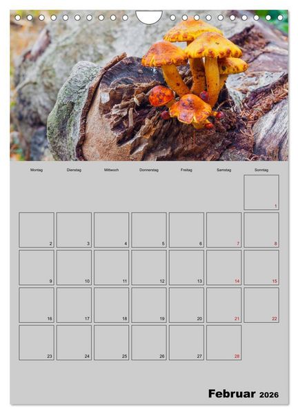 Produktbild: Quer durch die Pilze (Wandkalender 2026 DIN A4 hoch), CALVENDO Monatskalender