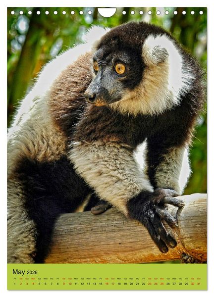 Produktbild: Adorable lemurs (Wall Calendar 2026 DIN A4 portrait), CALVENDO 12 Month Wall Calendar