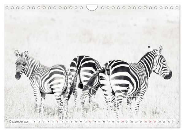 Produktbild: Emotionale Momente: Zebras - black & white. (Wandkalender 2026 DIN A4 quer), CALVENDO Monatskalender