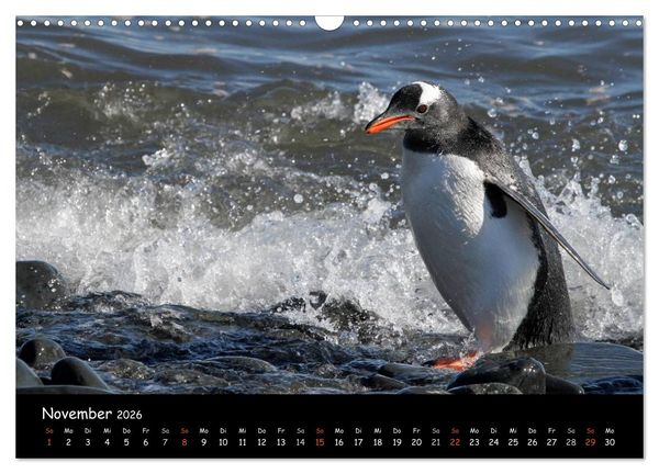 Produktbild: Pinguine aus aller Welt (Wandkalender 2026 DIN A3 quer), CALVENDO Monatskalender