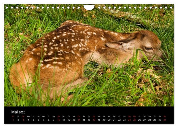 Produktbild: Der Rothirsch, K&ouml;nig der W&auml;lder (Wandkalender 2026 DIN A4 quer), CALVENDO Monatskalender