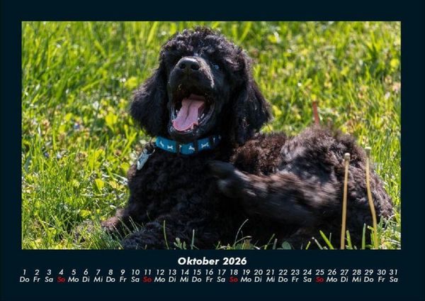 Produktbild: Hundezauber 2026 Fotokalender DIN A4